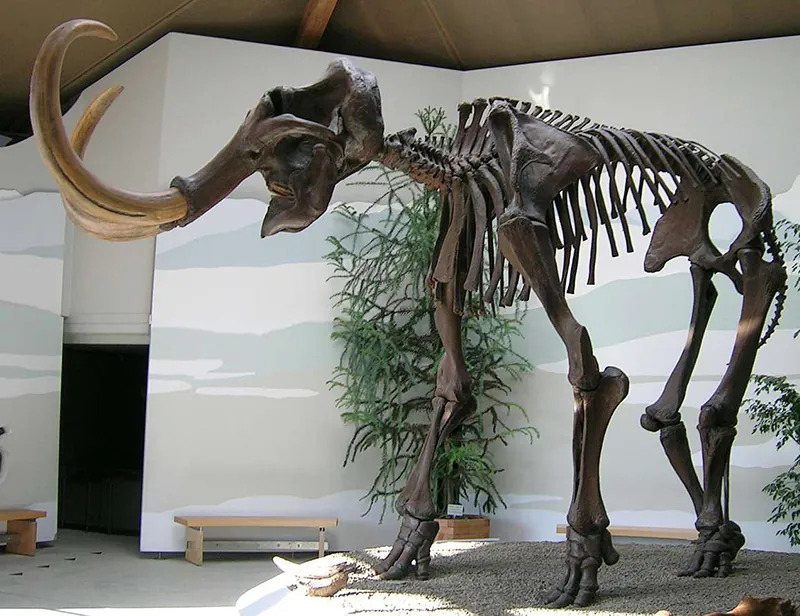 Museum display of a very large skeleton. The overall shape is similar to that of an elephant, but much larger. Enormous tusks curve up and away from the skull.