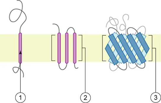 The left part of this illustration shows an integral membrane protein with a single alpha-helix that spans the membrane. The middle part shows a protein with several alpha-helices spanning the membrane. The right part shows a protein with two beta-sheets spanning the membrane.
