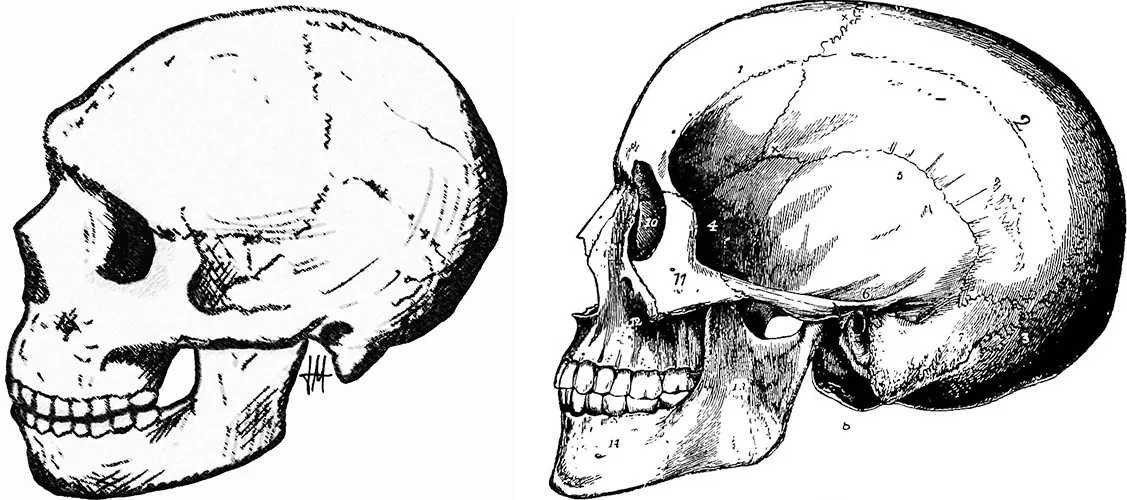 (Left) A Neanderthal skull, displaying a short chin and rounded shape. (Right) A Homo Sapien skull, displaying a sharp, pronounced chin and an elongated shape.