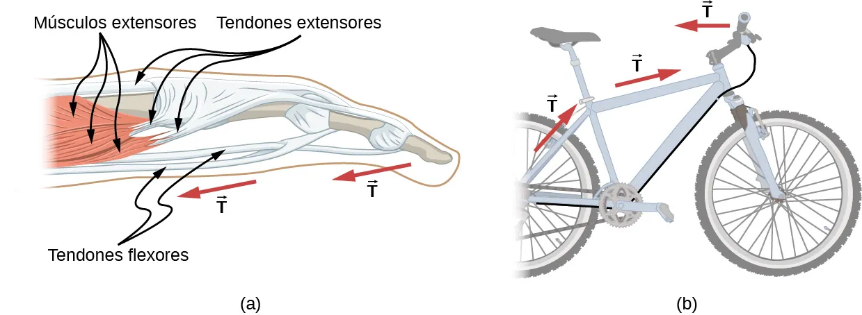La Figura a muestra la estructura muscular de un dedo humano. Los músculos anchos de la base están marcados como músculos extensores. Están unidos a los tendones extensores. Los tendones a lo largo del dedo se denominan tendones flexores. Las flechas marcadas como T se muestran desde la parte superior del dedo hacia la base. La Figura b muestra una bicicleta. Las flechas marcadas como T se muestran desde el centro de la rueda trasera hasta la barra del sillín, desde la barra del sillín hasta el manillar y desde el manillar hacia la parte trasera de la bicicleta.