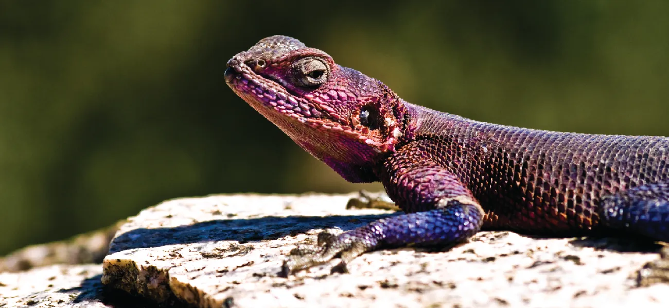 A photograph shows the head and part of the body of a lizard on a rock in a well-lit area.