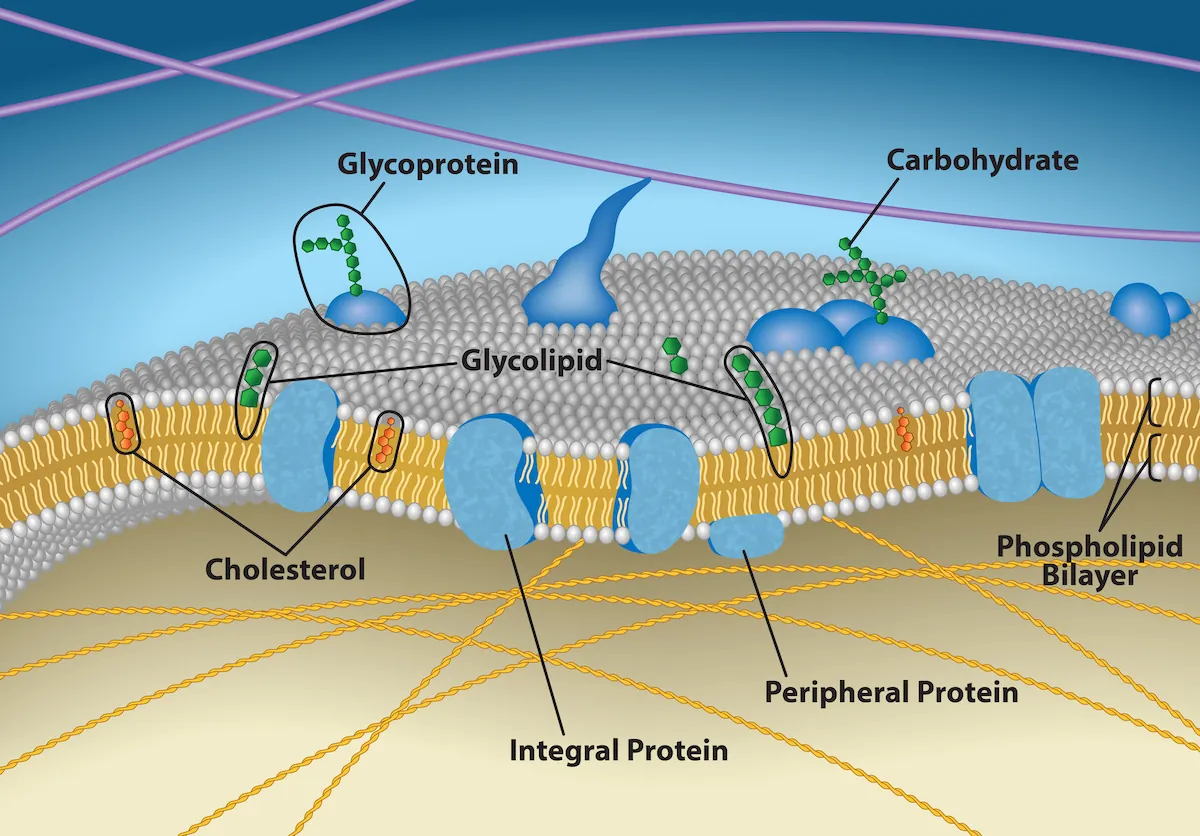 This illustration shows that the inside and outside of a plasma membrane are different, with the exterior covered in the spherical heads, and the interior filled with the strandlike tails.
