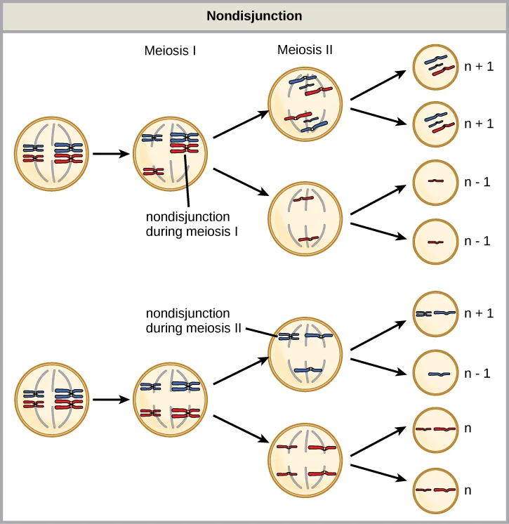 This illustration shows nondisjunction that occurs during meiosis I. Nondisjunction during meiosis I occurs when a homologous pair fails to separate, and results in two gametes with n + 1 chromosomes, and two gametes with n − 1 chromosomes. Nondisjunction during meiosis II would occur when sister chromatids fail to separate, and results in one gamete with n + 1 chromosomes, one gamete with n − 1 chromosomes, and two normal gametes.
