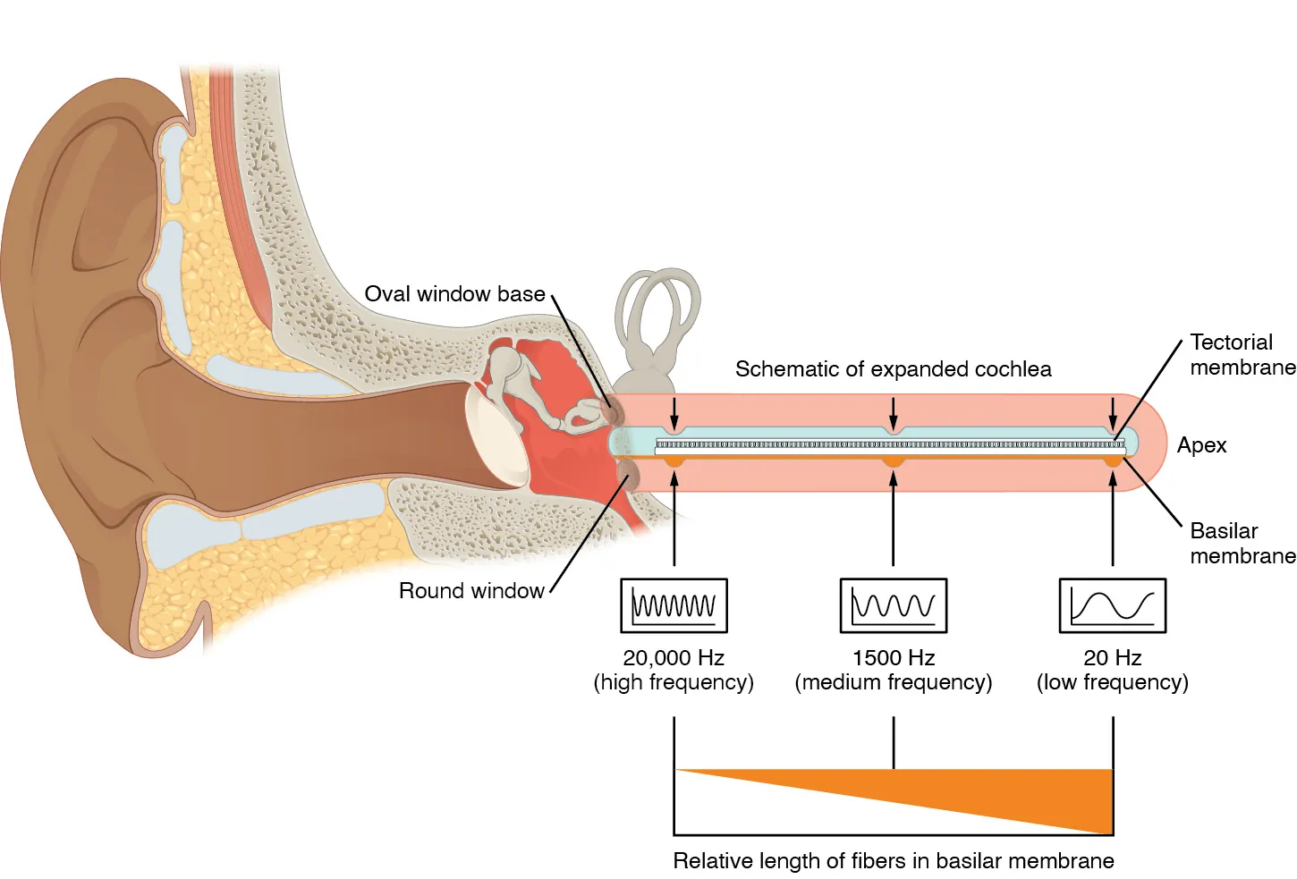 This diagram shows how different sound frequencies are coded in the cochlea.