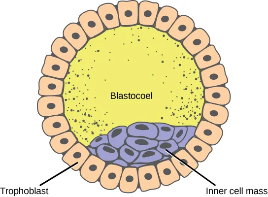 Illustration shows a hollow ball of cells with an inner cell mass clustered to one side. The exterior is called the trophoblast.