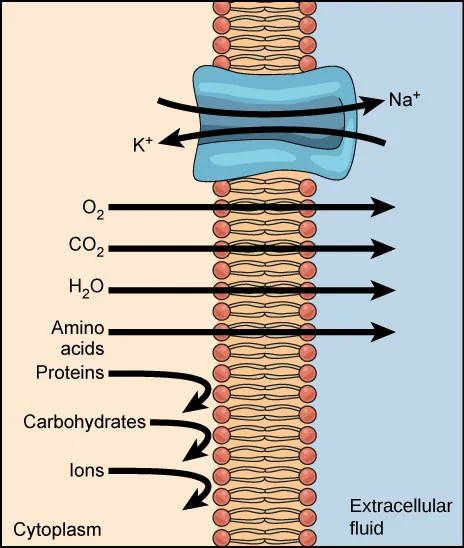A phospholipid bilayer plasma membrane with a protein channel is shown. With the expenditure of one ATP, sodium passes through the channel from the cytoplasm to the extracellular fluid, and potassium passes through the channel from the extracellular fluid to the cytoplasm. Nonpolar molecules of oxygen, carbon dioxide, water and amino acids pass freely through the plasma membrane to the extracellular fluid. Proteins, carbohydrates and ions cannot pass through the plasma membrane and are trapped within the cytoplasm.