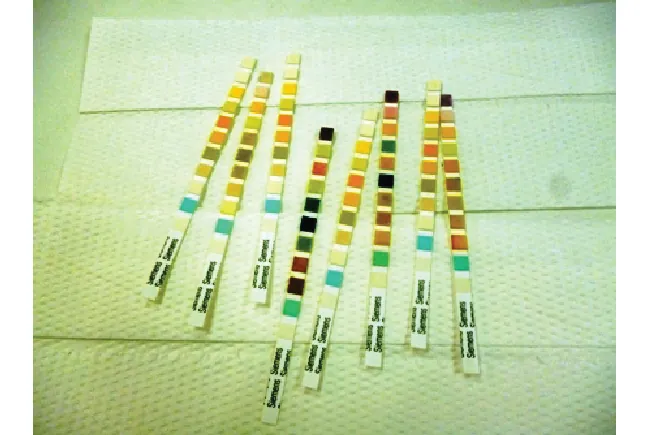 Una fotografía muestra 8 tiras reactivas colocadas sobre toallas de papel. Cada tira contiene 11 secciones pequeñas de varios colores, como amarillo, marrón claro, negro, rojo, naranja, azul, blanco y verde.