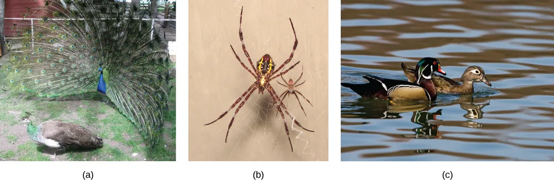 The photo on the left shows a peacock with a bright blue body and flared tail feathers standing next to a brown, drab peahen. The middle photo shows a large female spider sitting on a web next to its much smaller male counterpart. The photo on the right shows a brightly colored male wood duck swimming next to a drab brown female.