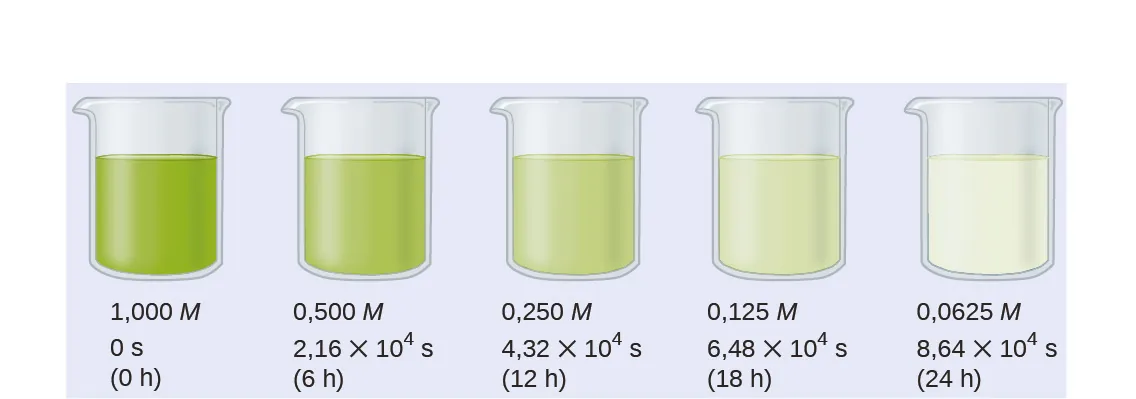 Se muestra un diagrama de 5 vasos de precipitado, cada uno de ellos lleno hasta la mitad aproximadamente de sustancias coloreadas. Debajo de cada vaso de precipitado hay tres filas de texto. El primer vaso de precipitado contiene una sustancia de color verde brillante y está etiquetado debajo como "1,000 M, 0 s y (0 h)". El segundo vaso de precipitado contiene una sustancia de color verde ligeramente más clara y está etiquetado abajo como "0,500 M, 2,16 por 10 superíndice 4 s y (6 h)". El tercer vaso de precipitado contiene una sustancia de color verde aún más clara y está etiquetado abajo como "0,250 M, 4,32 por 10 superíndice 4 s y (12 h)". El cuarto vaso de precipitado contiene una sustancia teñida de verde y está etiquetado abajo como "0,125 M, 6,48 por 10 superíndice 4 s y (18 h)". El quinto vaso de precipitado contiene una sustancia incolora y está etiquetado abajo como "0,0625 M, 8,64 por 10 superíndice 4 s y (24 h)".