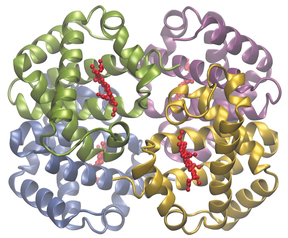 Se muestra un modelo en color de una estructura de hemoglobina. La molécula tiene cuatro cuadrantes distintos que están llenos de regiones espirales en forma de cinta. El cuadrante superior derecho es de color lavanda, el inferior derecho es dorado, el inferior izquierdo es azul claro y el superior izquierdo es verde. En cada una de estas regiones, hay grupos de aproximadamente 25 puntos rojos en disposiciones casi lineales cerca del centro.