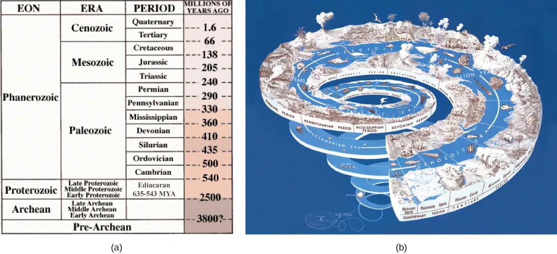 Table A describes eras in earth's history. The earth's history is divided into four eons, the Pre Archean, Archaea, Proteozoic, Phanerozoic. The oldest eon, the Pre Archean, spans the beginning of earth's history to about 3.8 billion years ago. The Archean eon spans 2.5 to 3.8 billion years ago, and the Proterozoic spans 570 million to 2.5 billion years ago. The Pharenozoic eon, from 570 million years ago to present time, is sub divided into the Paleozoic, Mesozoic and Cenozoic eras. The Paleozoic era, from 240 to 570 million years ago, is further divided into seven periods: the Cambrian from 500 to 570 million years ago, the Ordovician from 435 to 500 million years ago, the Silurian from 410 to 435 million years ago, the Devonian from 360 to 410 million years ago, the Missisippian from 330 to 360 million years ago, the Pennsylvanian from 290 to 330 million years ago, and the Permian from 240 to 290 million years ago. The Mesozoic era, from 66 to 240 million years ago, is divided into three periods, the Triassic from 205 to 240 million years ago, the Jurassic from 138 to 205 million years ago, and the Cretaceous, from 66 to 138 million years ago. The Cenozoic era, from 66 million years ago to modern times, is divided into two eras, the Tertiary and the Quaternary. The tertiary period spans 66 to 1.6 million years ago. The quaternary period spans 1.6 million years ago to modern times. Illustration B shows geological periods in a spiral starting with the beginning of earth's history at the bottom and ending with modern times at the top. The diversity and complexity of life increases toward the top of the spiral.