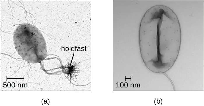 a) A micrograph of an oval cell with long projections attached to a root-shaped structure labeled holdfast. The oval cell is approximately 500 nm in diameter. B) A micrograph of a similar looking cell with a long projection that is not attached to a holdfast.