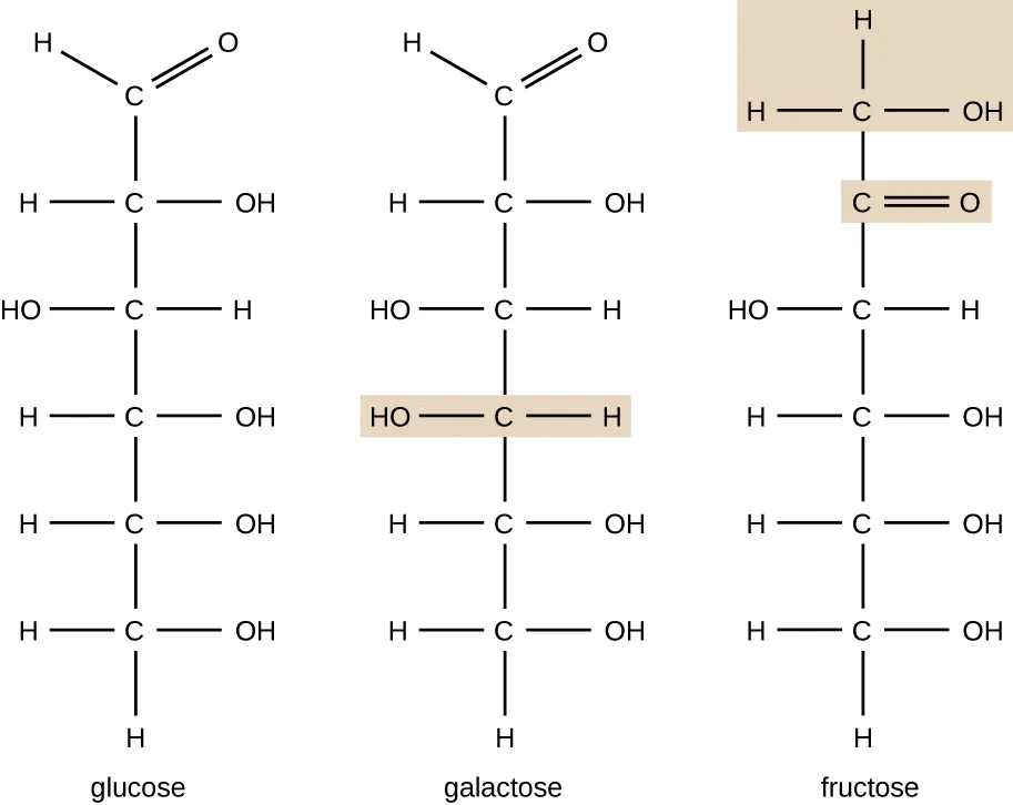 The chemical formula for glucose is 6 C's in the chain. The top C has a double bonded O. The next C has an OH on the right, the next C has an OH on the left, the next 3 Cs have OHs on the right, and the last 2 Cs have OHs on the right. The chemical formula for galactose is 6 Cs in a chain. The top C has a double bonded O. The next C has an OH on the right, the next 2 Cs have OHs on the left, and the last 2 Cs have OHs on the right. The chemical formula for fructose also has 6 Cs in a chain. The top C has an OH on the right. The next C has a double bonded O to the right. The next C has an OH to the left. The last 3 Cs have OHs to the right. All other bonds on these molecules are to Hs.