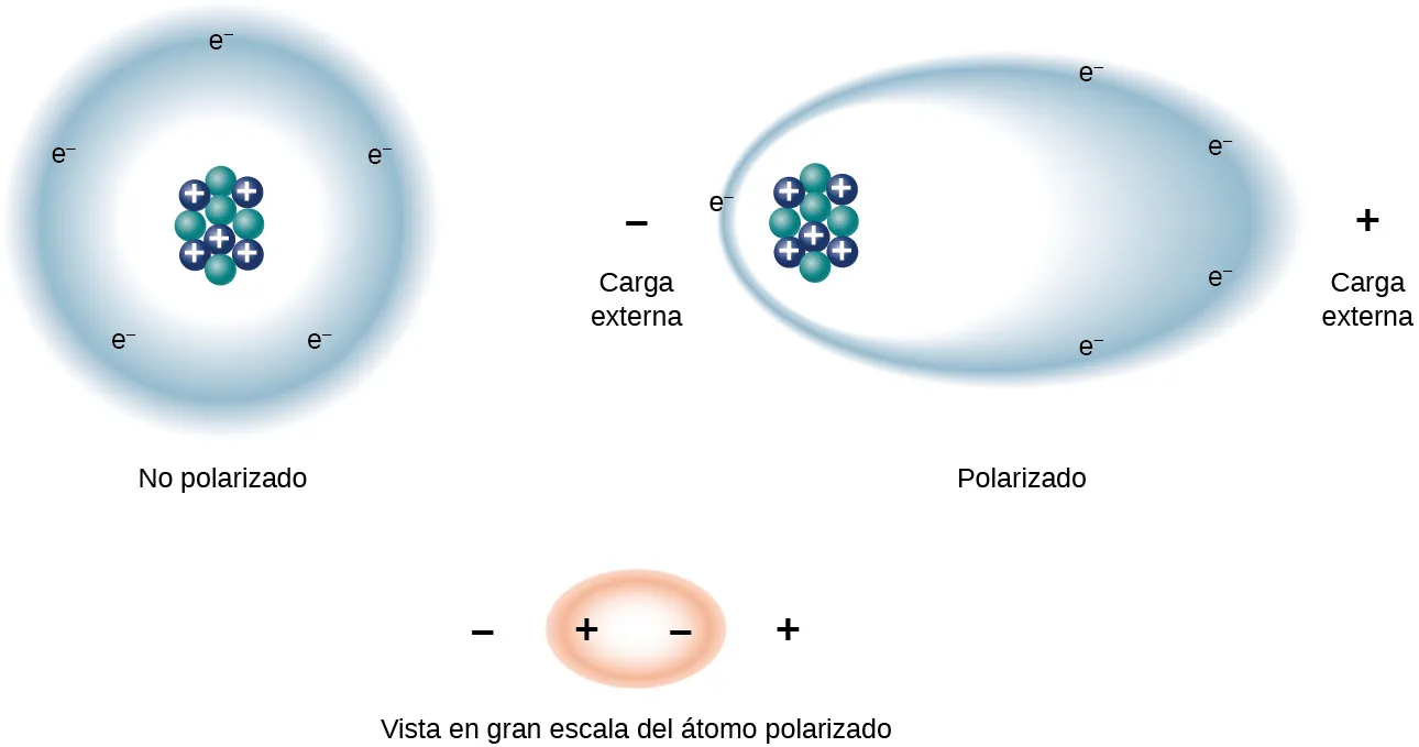 Las figuras muestran una vista a gran escala de un átomo. La figura a muestra un átomo no polarizado, con protones y neutrones en el centro y una nube circular de electrones rodeando el núcleo. La figura b muestra un átomo polarizado y cargas externas positivas y negativas. El átomo tiene forma oblonga y la nube de electrones es atraída hacia la carga externa positiva, y el núcleo es atraído hacia la carga externa negativa. La figura c muestra otro átomo polarizado oblongo.