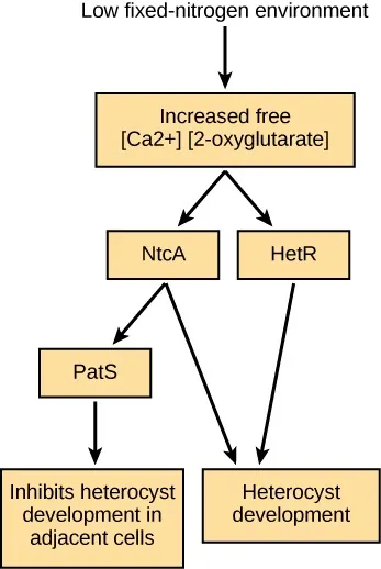 The figure shows Low Fixed Nitrogen with an arrow pointing to the right to a box containing Increased free calcium and -oxglutarate. Another arrow points to the right to a box containing NtcA, HetR. From this box, an arrow points to heterocyst development and PatS. PatS points to Inhibit additional heterocyst development.