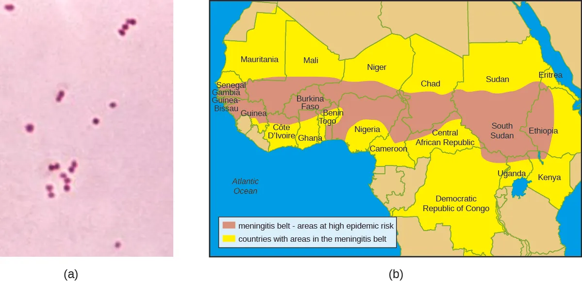 a) Micrograph of small pink circles. B) Map of Africa showing the Meningitis Belt (areas of high epidemic risk) running from Senegal on the east to Ethiopia on the West and spanning 2 countries from north to south. There are 24 Countries with areas in the Meningitis belt.