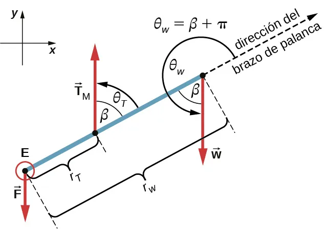 La figura es un diagrama de cuerpo libre para el antebrazo. La fuerza F se aplica en el punto E. La fuerza Tm se aplica a la distancia r tau del punto E. La fuerza W se aplica en el lado opuesto separado por r w del punto E. Se muestran las proyecciones de las fuerzas en los ejes de la x y de la y. La fuerza Tm forma un ángulo theta tau, que es igual a beta, con la dirección del brazo de palanca. La fuerza W forma un ángulo theta w, que es igual a la suma de beta y Pi con la dirección del brazo de palanca.