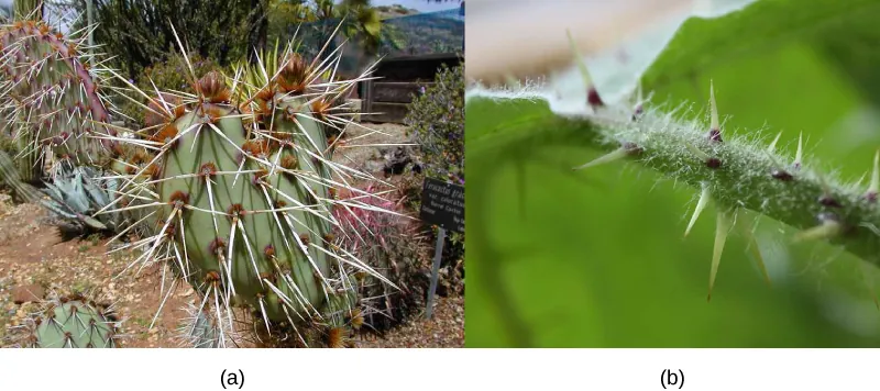  Photo A shows a green cactus. It is covered in clusters of long, slender spines that are pale white and have visible sharp points. Photo B shows a green fuzzy stem with several short green thorns protruding from it.