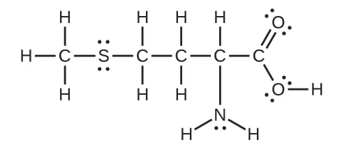 Se muestra una estructura de Lewis en la que un átomo de carbono está unido con enlace simple a tres átomos de hidrógeno y con enlace simple a un átomo de azufre con dos pares solitarios de electrones. El átomo de azufre está unido a una cadena de cuatro átomos de carbono con enlace simple, los dos primeros con enlace simple a dos átomos de hidrógeno, y el tercero con enlace simple a un átomo de hidrógeno y con otro enlace simple a un átomo de nitrógeno que tiene un par solitario de electrones. El átomo de nitrógeno también está unido con enlace simple a dos átomos de hidrógeno. El cuarto y último carbono de la cadena tiene un doble enlace con un oxígeno con dos pares solitarios de electrones y un enlace simple con un átomo de oxígeno con dos pares solitarios de electrones. El segundo átomo de oxígeno está unido con enlace simple a un átomo de hidrógeno.