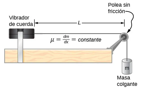 La imagen muestra un vibrador de cuerda conectado a una polea sin fricción con una masa colgante de m. La distancia de la cuerda que une el vibrador a la polea es L.