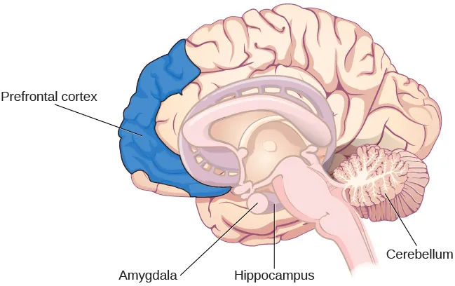 An illustration of a brain shows the location of the amygdala, hippocampus, cerebellum, and prefrontal cortex.