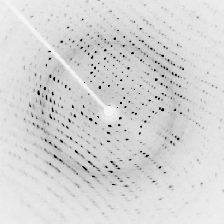 An x ray diffraction image of a protein. The image shows an array of small black dots, arranged in slightly curved rows, on a white background. A white arm extends from the top left to the center of the image, where there is a small white disk. This white disk is the shadow of the beam block, which blocks the part of the incident x ray beam that was not diffracted by the crystal.