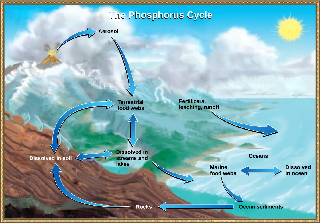 The illustration shows the phosphorus cycle. Phosphorus enters the atmosphere from volcanic aerosols. As this aerosol precipitates to earth, it enters terrestrial food webs. Some of the phosphorus from terrestrial food webs dissolves in streams and lakes, and the remainder enters the soil. Another source of phosphorus is fertilizers. Phosphorus enters the ocean via leaching and runoff, where it becomes dissolved in ocean water or enters marine food webs. Some phosphorus falls to the ocean floor where it becomes sediment. If uplifting occurs, this sediment can return to land.