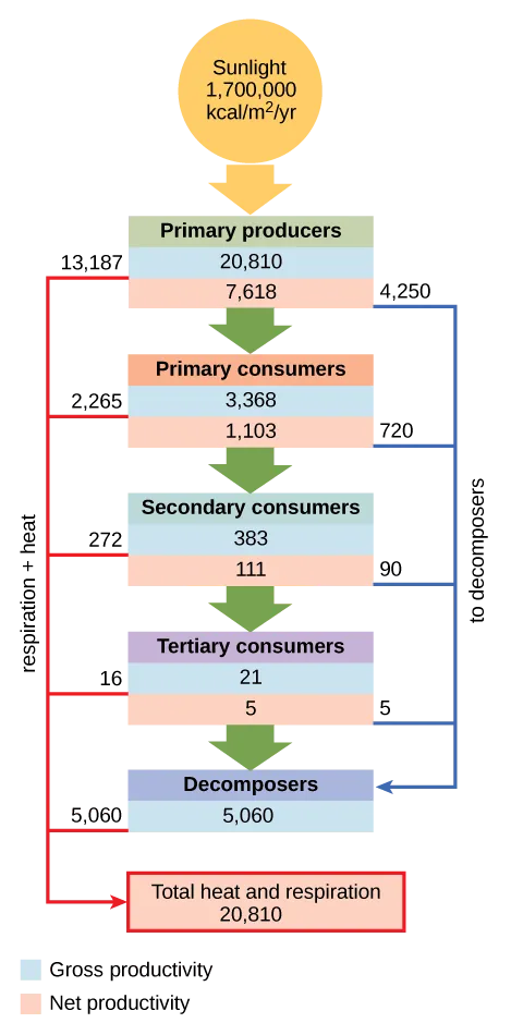  Flow chart shows that the ecosystem absorbs 1,700,00 calories per meter squared per year of sunlight. Primary producers have a gross productivity of 20,810 calories per meter squared per year. 13,187 calories per meter squared per year is lost to respiration and heat, so the net productivity of primary producers is 7,618 calories per meter squared per year. 4,250 calories per meter squared per year is passed on to decomposers, and the remaining 3,368 calories per meter squared per year is passed on to primary consumers. Thus, the gross productivity of primary consumers is 3,368 calories per meter squared per year. 2,265 calories per meter squared per year is lost to heat and respiration, resulting in a net productivity for primary consumers of 1,103 calories per meter squared per year. 720 calories per meter squared per year is lost to decomposers, and 383 calories per meter squared per year becomes the gross productivity of secondary consumers. 272 calories per meter squared per year is lost to heat and respiration, so the net productivity for secondary consumers is 111 calories per meter squared per year. 90 calories per meter squared per year is lost to decomposers, and the remaining 21 calories per meter squared per year becomes the gross productivity of tertiary consumers. Sixteen calories per meter squared per year is lost to respiration and heat, so the net productivity of tertiary consumers is 5 calories per meter squared per year. All this energy is lost to decomposers. In total, decomposers use 5,060 calories per meter squared per year of energy, and 20,810 calories per meter squared per year is lost to respiration and heat.