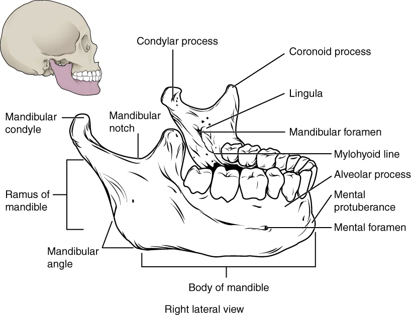 This image shows the structure of the mandible. On the top left, a lateral view of the skull shows the location of the mandible in purple. A magnified image shows the right lateral view of the mandible with the major parts labeled.
