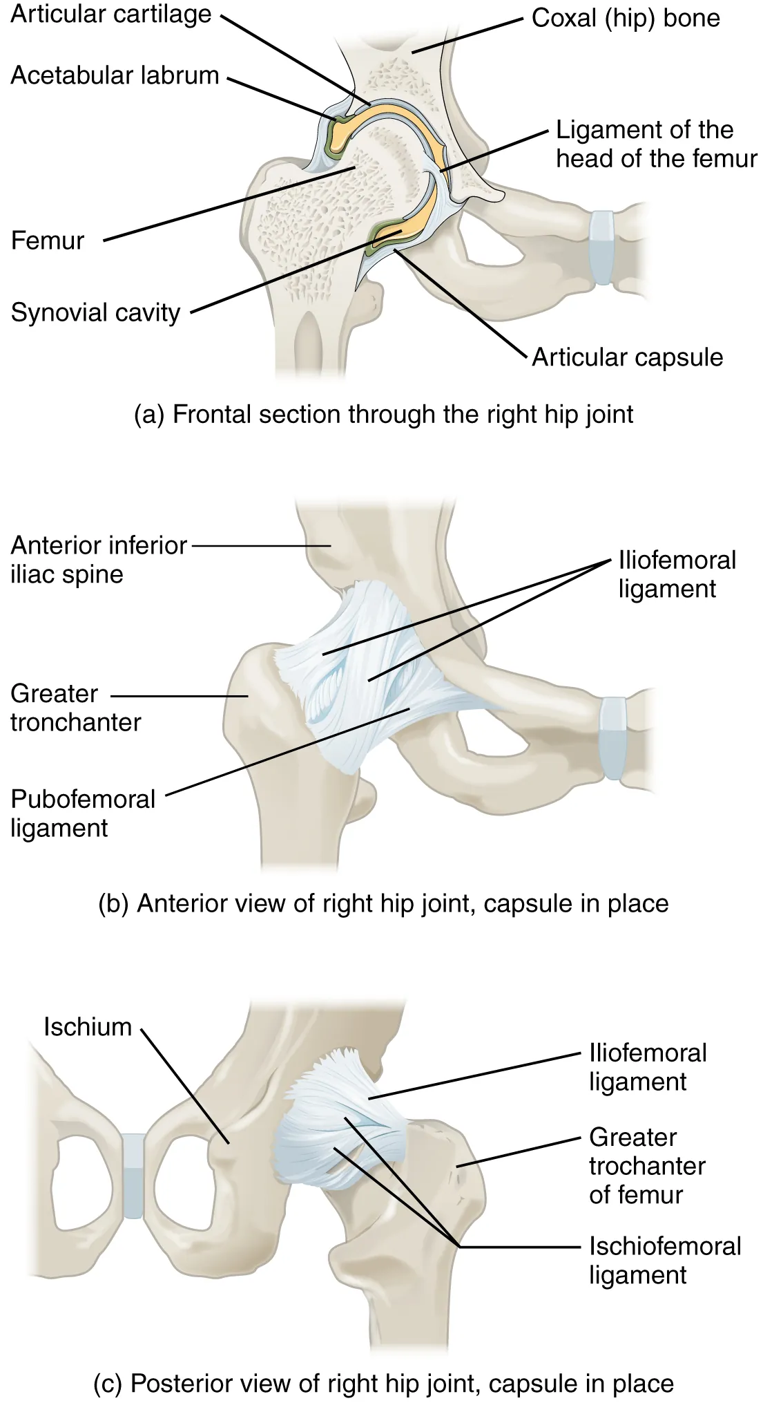 This figure shows different views of the hip joint. The top panel shows the frontal view of the right hip joint, the middle panel shows the anterior view, and the bottom panel shows the posterior view.