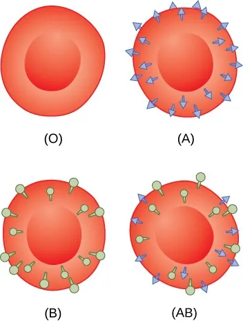 Red blood cells labeled O, A, B, AB; A has blue shapes on the surface, B has green shapes on the surface, and AB has blue and green shapes on the surface.