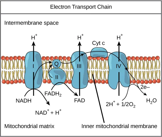 This illustration shows the electron transport chain embedded in the inner mitochondrial membrane. The electron transport chain consists of four electron complexes. Complex I oxidizes NADH to NAD^^{+} and simultaneously pumps a proton across the membrane to the inter membrane space. The two electrons released from NADH are shuttled to coenzyme Q, then to complex III, to cytochrome c, to complex IV, then to molecular oxygen. In the process, two more protons are pumped across the membrane to the intermembrane space, and molecular oxygen is reduced to form water. Complex II removes two electrons from FADH_{2}, thereby forming FAD. The electrons are shuttled to coenzyme Q, then to complex III, cytochrome c, complex I, and molecular oxygen as in the case of NADH oxidation.