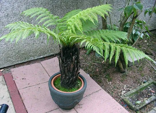  Photo shows a potted fern.