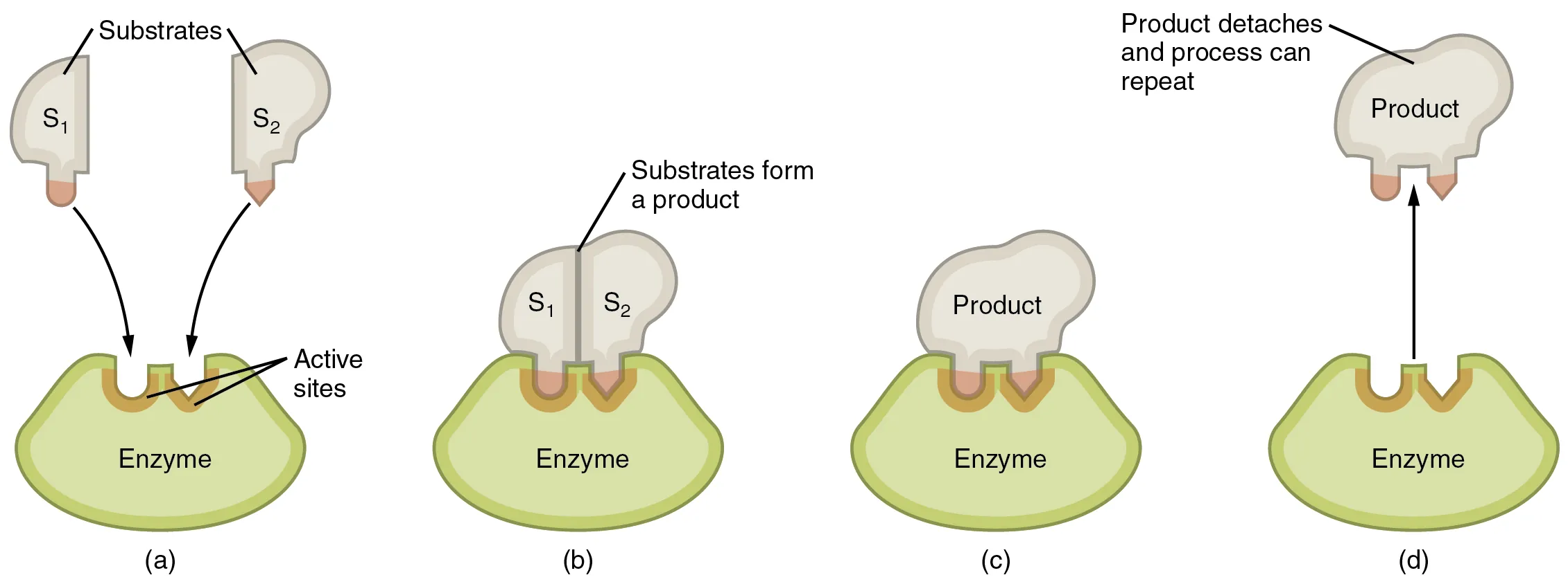 This image shows the steps in which an enzyme can act. The substrate is shown binding to the enzyme, forming a product, and the detachment of the product.