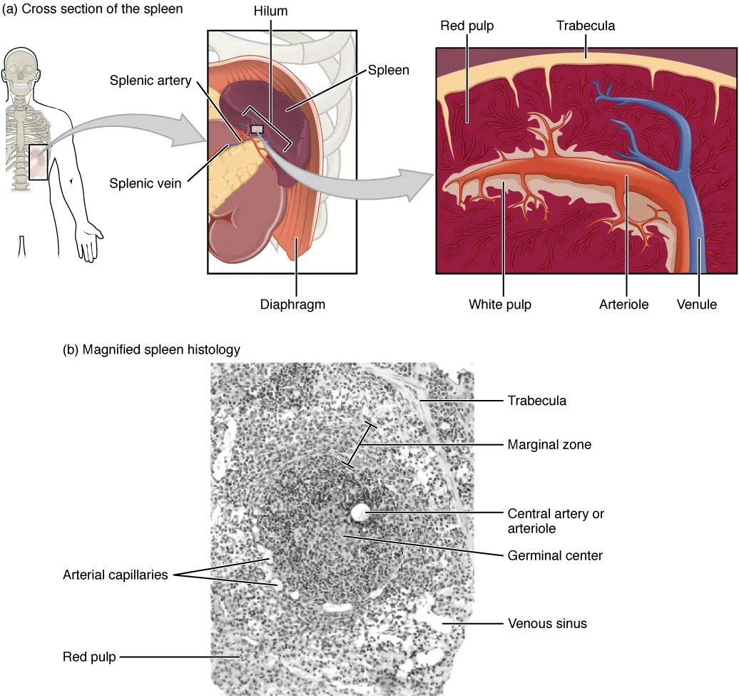 The top left panel shows the location of the spleen in the human body. The top center panel shows a close up view of the location of the spleen. The top right panel shows the blood vessels and spleen tissue. The bottom panel shows a histological micrograph.