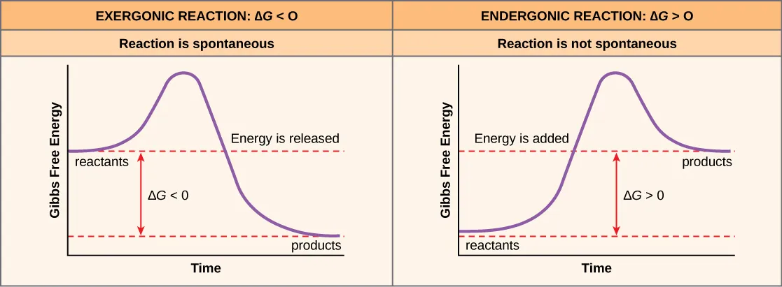 The two plots show the change in Gibbs free energy as reactants are converted to products. Gibbs free energy decreases with time for an exergonic reaction (left), and the reaction is spontaneous. Gibbs free energy increases with time for an exergonic reaction (right), and the reaction is not spontaneous