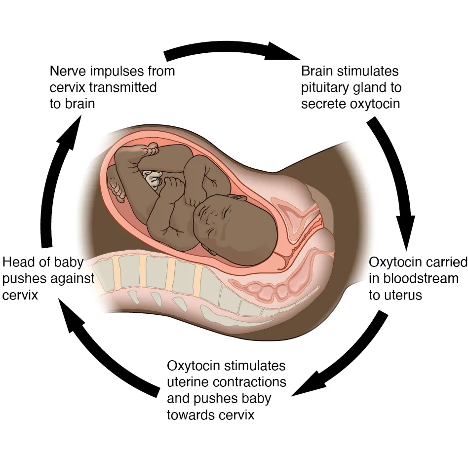This diagram shows the steps of a positive feedback loop as a series of stepwise arrows looping around a diagram of an infant within the uterus of a pregnant woman. Initially the head of the baby pushes against the cervix, transmitting nerve impulses from the cervix to the brain. Next the brain stimulates the pituitary gland to secrete oxytocin which is carried in the bloodstream to the uterus. Finally, the oxytocin simulates uterine contractions and pushes the baby harder into the cervix. As the head of the baby pushes against the cervix with greater and greater force, the uterine contractions grow stronger and more frequent. This mechanism is a positive feedback loop.