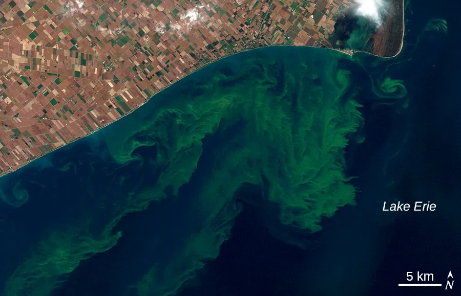 An aerial photo of green swirls in the water of lake Erie.