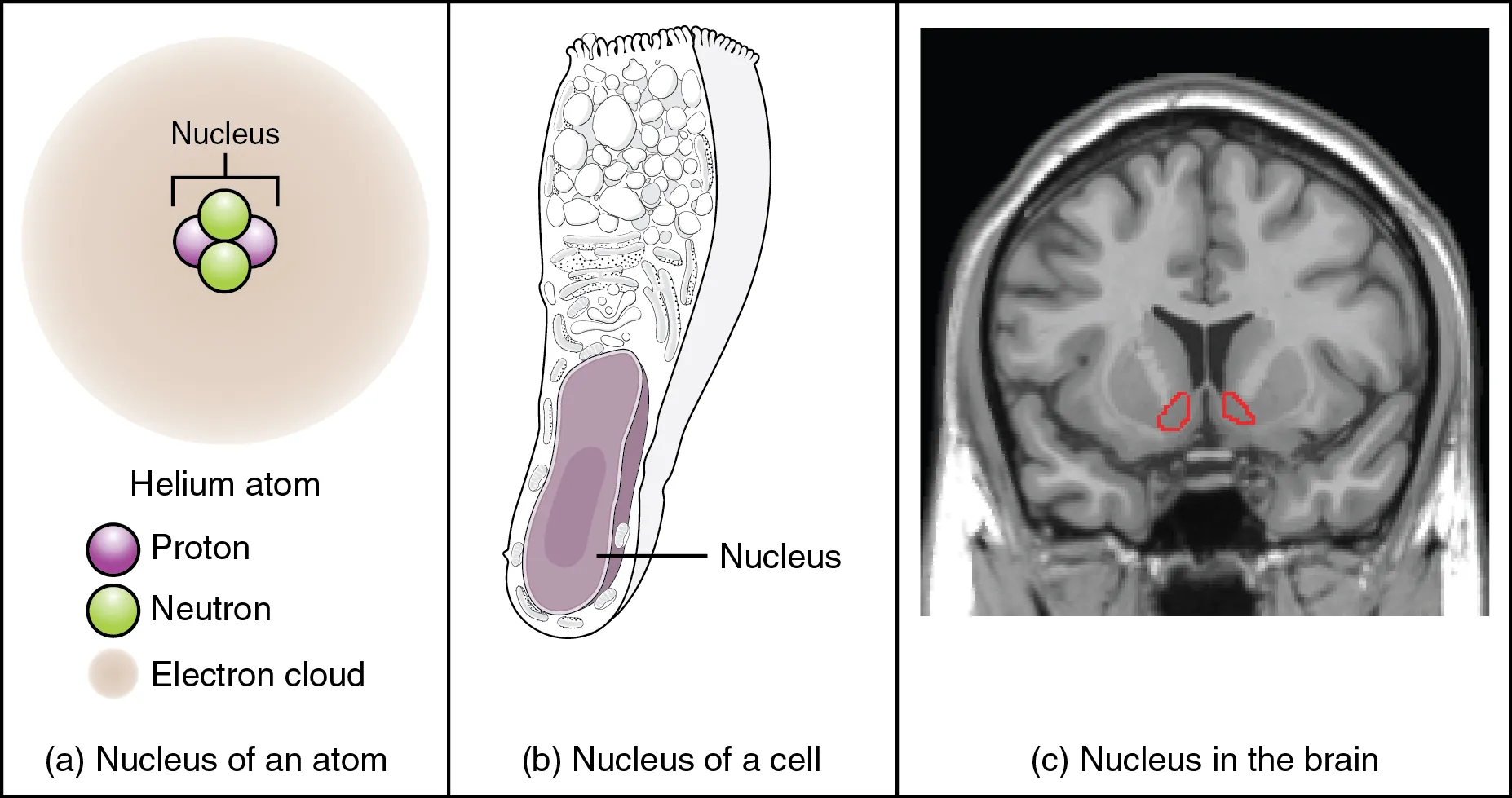 This figure shows two diagrams and a photo, labeled A, B, and C. Image A shows an atom composed of two neutrons and two protons surrounded by a hazy electron cloud. The nucleus of the atom is where the protons and neutrons are located. Image B shows a trumpet shaped cell with a large, oval nucleus near its narrow end. This is the nucleus of a cell. Image C shows an MRI capture of the brain. Two red areas near the center of the brain are highlighted in red. These are the nuclei within the brain.