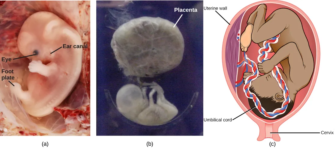 Part a: Photo shows a human fetus, with a large bent head and a dark eye, fingers on its arm and a leg bud. The spine is visible through the back, and the abdomen protrudes out as far as the leg bud. Part b: The second trimester fetus has long arms and legs, and is attached to the placenta, which is round and larger than the fetus. Part c: This illustration shows a third trimester fetus, which is a fully developed baby. The fetus is upside down and pressing on the cervix. The thick umbilical cord extends from the fetus’ belly to the placenta.