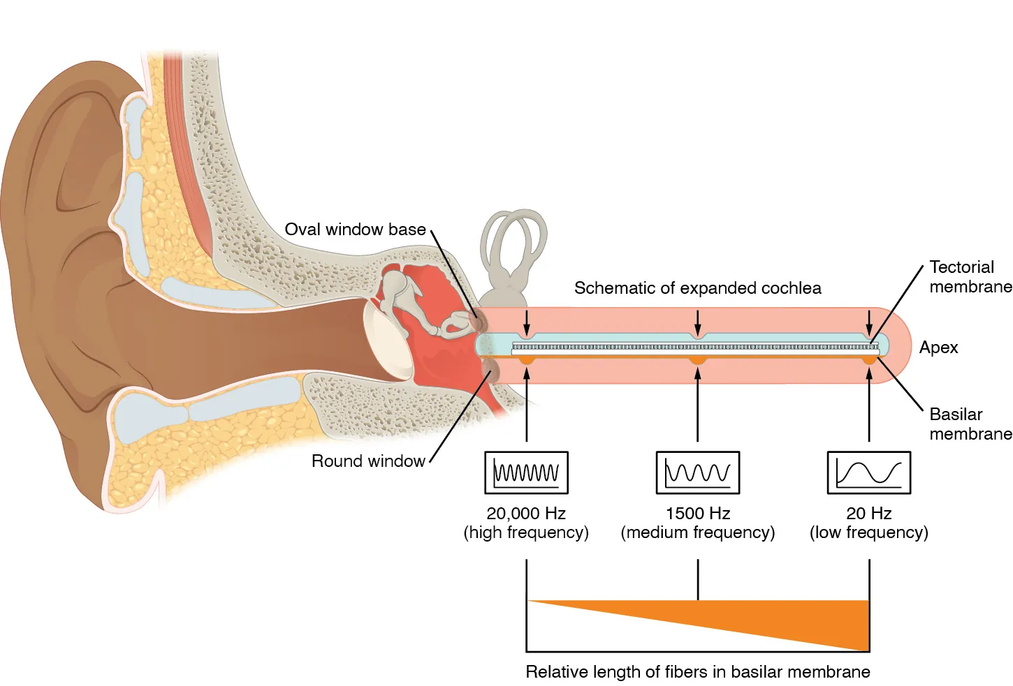 This diagram shows how different sound frequencies are coded in the cochlea.