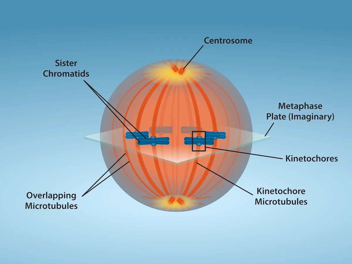 A cell shows overlapping microtubules extending throughout the cell.  At the center of the cell, sister chomratids line up. At their center are kinetochores. And at the very ends of the cell, away from the center, are centrosomes.