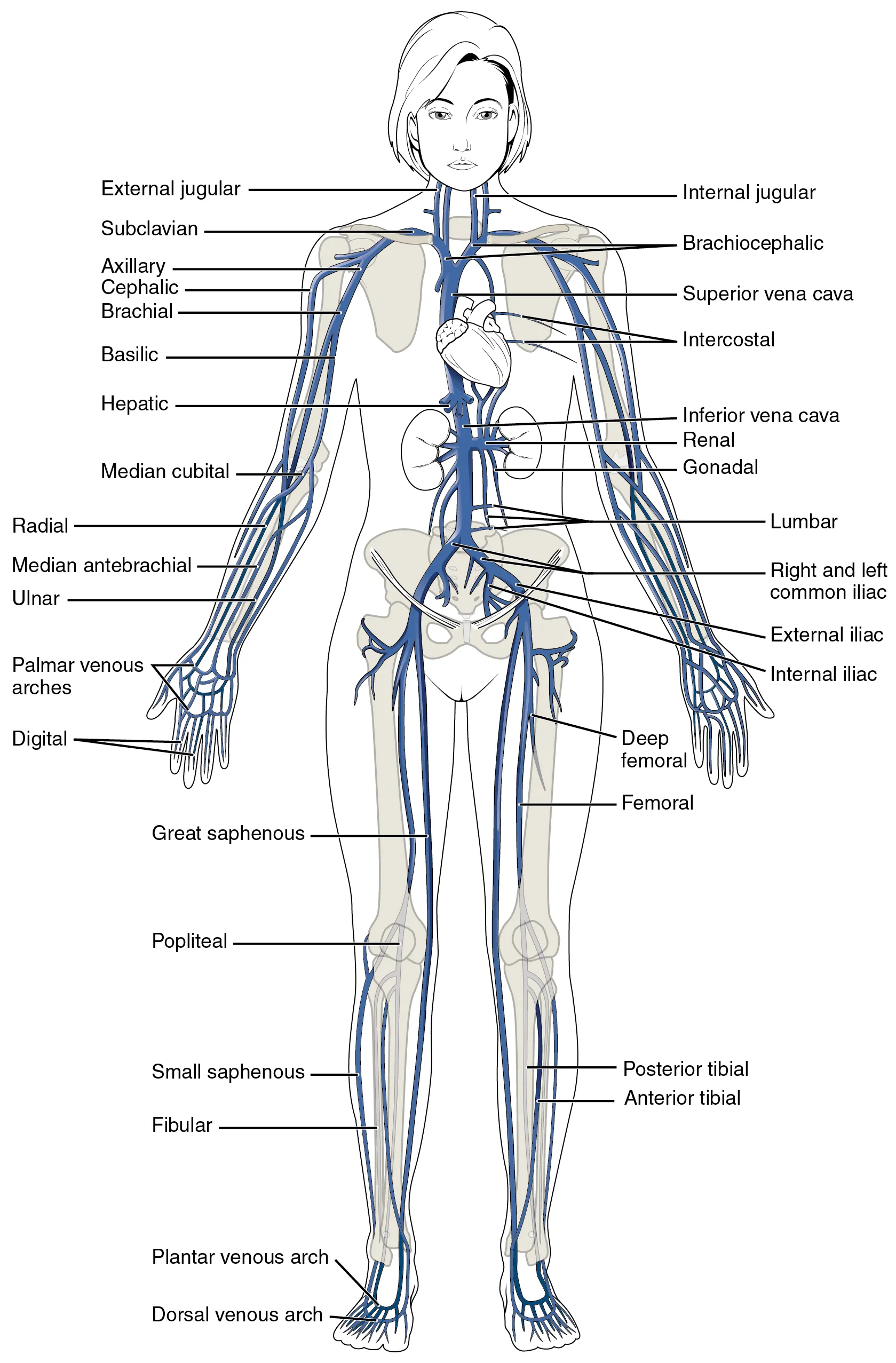 This diagram shows the major veins in the human body.