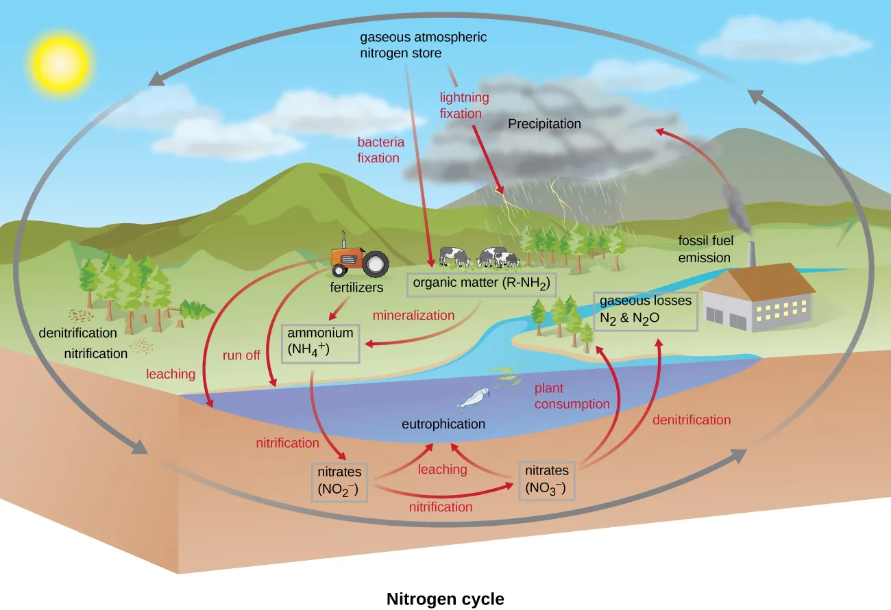 The nitrogen cycle. Gaseous atmospheric nitrogen shore; this moves into organic matter (R-NH2) through bacterial and lightning fixation. Fertilizers and mineralization produce ammonium (NH4+). This can enter waterways via run off and leaching. Ammonium is converted to nitrates (NO2-) via nitrification. These are then converted to nitrates (NO3-) via nitrification. Both of these can end up in waterways causing eutrophication. Nitrates can be taken in by plants or converted to gaseous nitrate (N2) by denitrification.