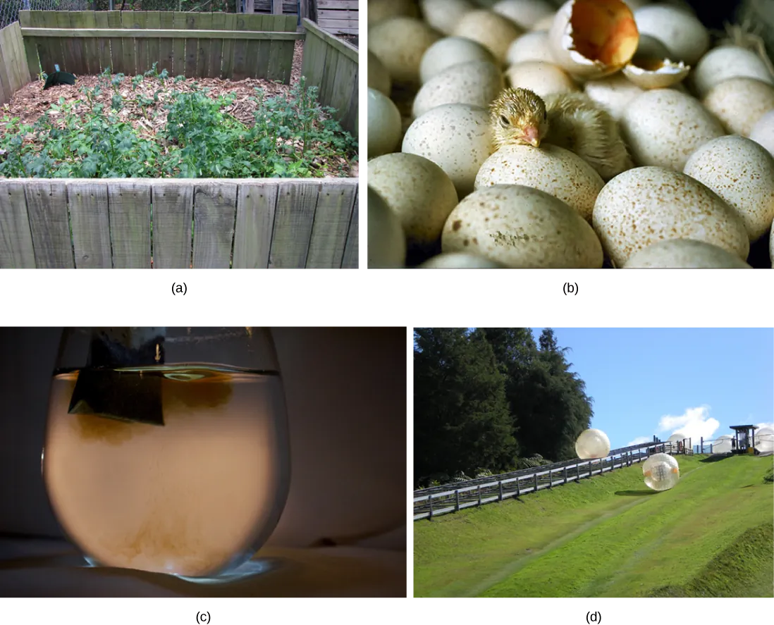 Four photos, from left to right, show a compost pile, a baby chick emerging from a fertilized egg, a teabag’s dark-colored contents diffusing into a clear mug of water, and a ball rolling downhill.