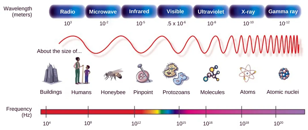 The illustration shows the electromagnetic spectrum, which consists of different wavelengths of electromagnetic radiation. Radio waves have the longest wavelength, about 103 meters. Wavelength gets increasingly shorter for microwave, infrared, visible, ultraviolet, x rays and gamma rays. Gamma rays have a wavelength of about 10 to 12 meters. Frequency is inversely proportional to wavelength.