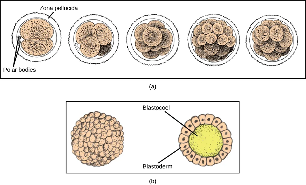  Part a: illustration shows a fertilized egg divided into two, four, eight, sixteen and thirty-two cells. Part b: shows a hollow ball of cells. The cells on the surface are called the blastoderm, and the hollow center is called the blastocoel.