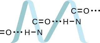 Se muestran dos vueltas de una estructura helicoidal en horizontal. Tres estructuras de Lewis se superponen a la hélice. La primera muestra guiones apilados horizontalmente junto a un átomo de oxígeno, con tres puntos que conectan con un átomo de hidrógeno, y un único guion que conecta el átomo de hidrógeno con un átomo de nitrógeno. El segundo muestra un átomo de carbono con doble enlace a un átomo de oxígeno, y luego tres puntos que conectan con un átomo de hidrógeno enlazado a un átomo de nitrógeno. La tercera muestra un átomo de carbono que tiene doble enlace con un átomo de oxígeno con tres puntos que se extienden a la derecha del átomo de oxígeno.