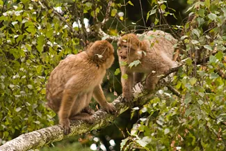 Zdjęcie przedstawia konfrontację dwóch małp.