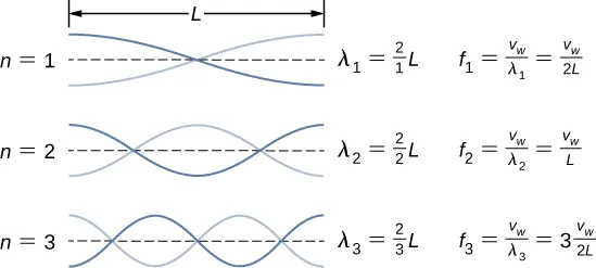 Se muestran tres figuras de una cuerda de longitud L. Cada una tiene dos ondas. La primera tiene 1 nodo. Se identifica lambda 1 = 2 por 1 veces L, f1 = vw por lambda 1 = vw por 2L. La segunda figura tiene 2 nodos. Está identificada como lambda 2 = 2 por 2 veces L, f2 = vw por lambda 2 = vw por L. La tercera figura tiene tres nodos. Se identifica lambda 3 = 2 por 3 veces L, f3 = vw por lambda 3 igual a 3 veces vw por 2L.